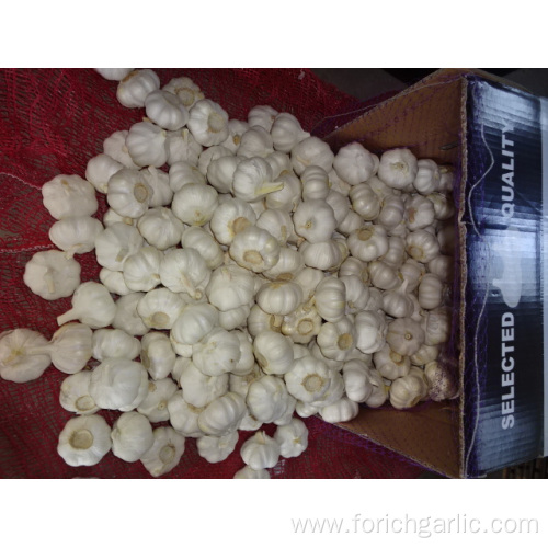 Loose Packing Fresh New Pure White Garlic